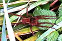 Dolomedes_plantarius_RF0633_O_82_Les Gris_Frankrijk